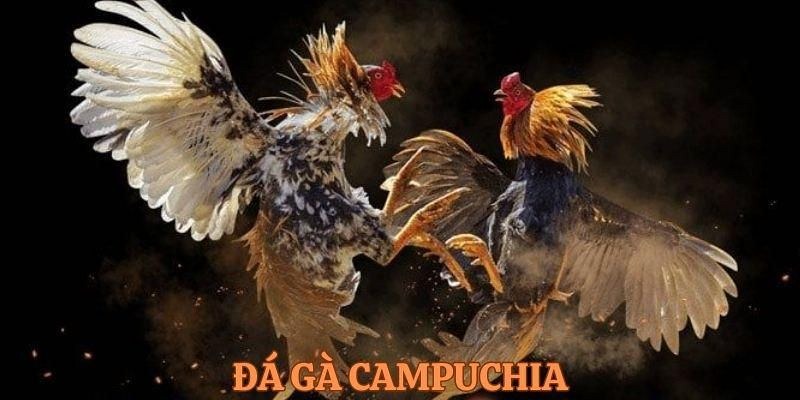 Tìm hiểu về trường gà Campuchia SV388